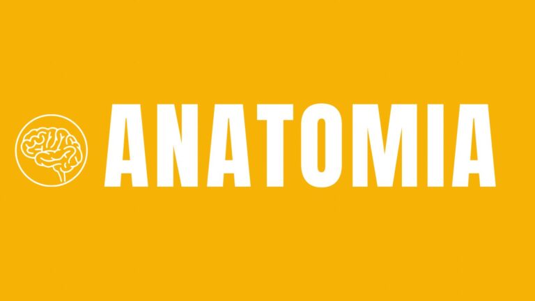Curso Anual de Anatomia – 2026